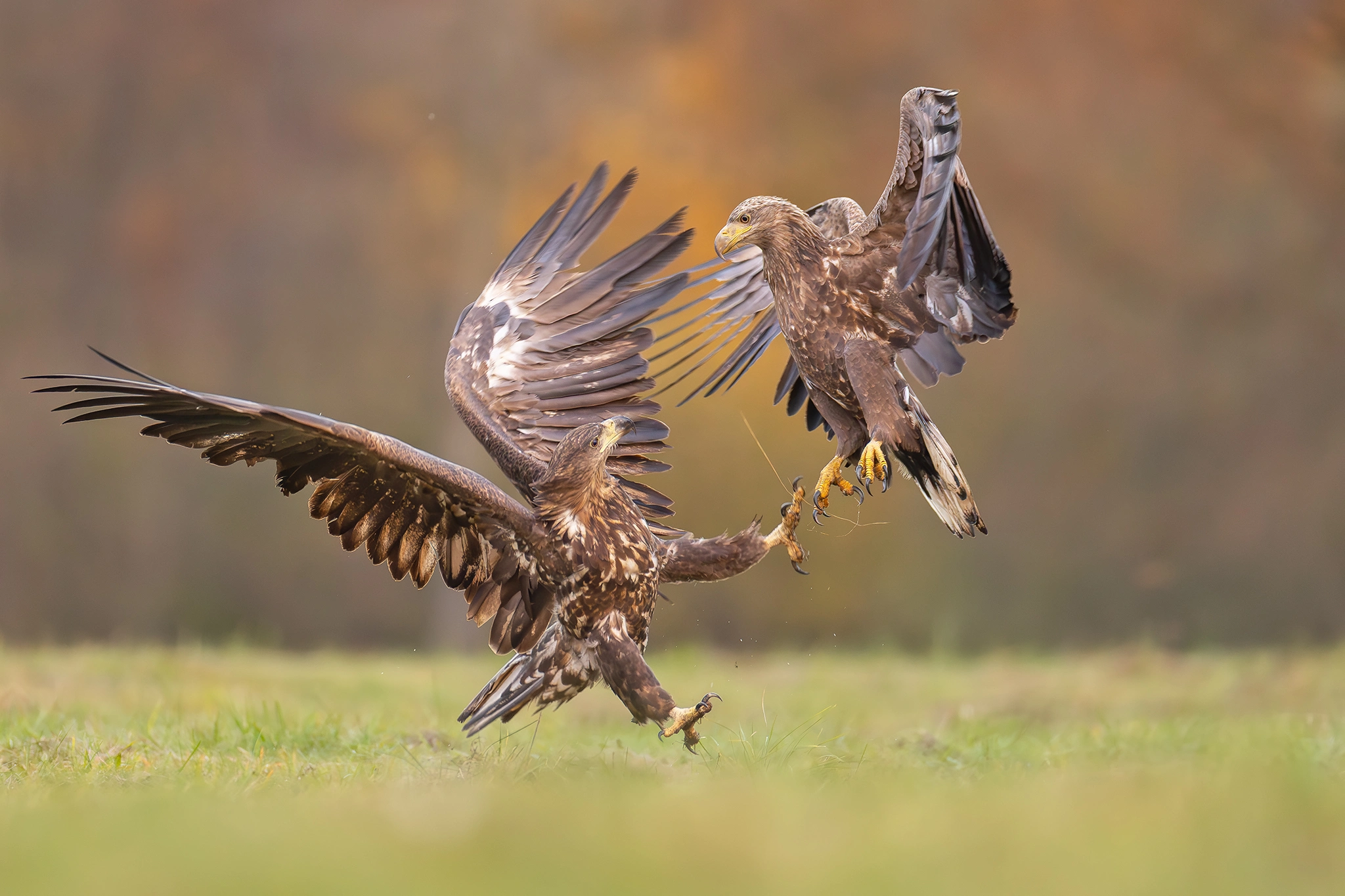 White-tailed Eagle Expedition gallery image 14